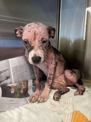 Indy (GA) Pit Bull Terrier Dog