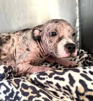 Indy (GA) Pit Bull Terrier Dog