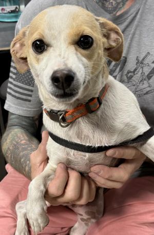 Pumba, Young Male Chihuahua