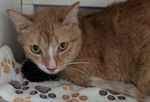 Pip Squeak, Adult Male Domestic Short Hair