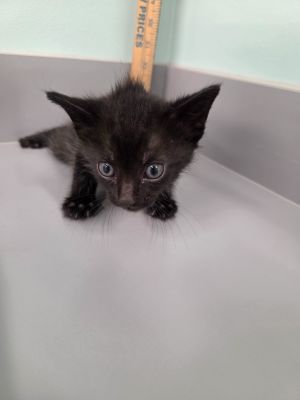 Bert, Baby Male Domestic Short Hair