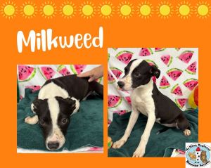 Milkweed, Young Female Pit Bull Terrier