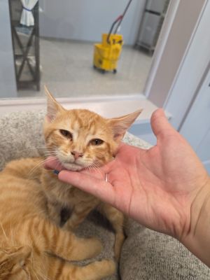 Sneezy, Baby Male Domestic Short Hair