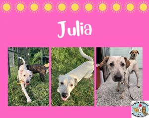 Julia, Young Female Terrier