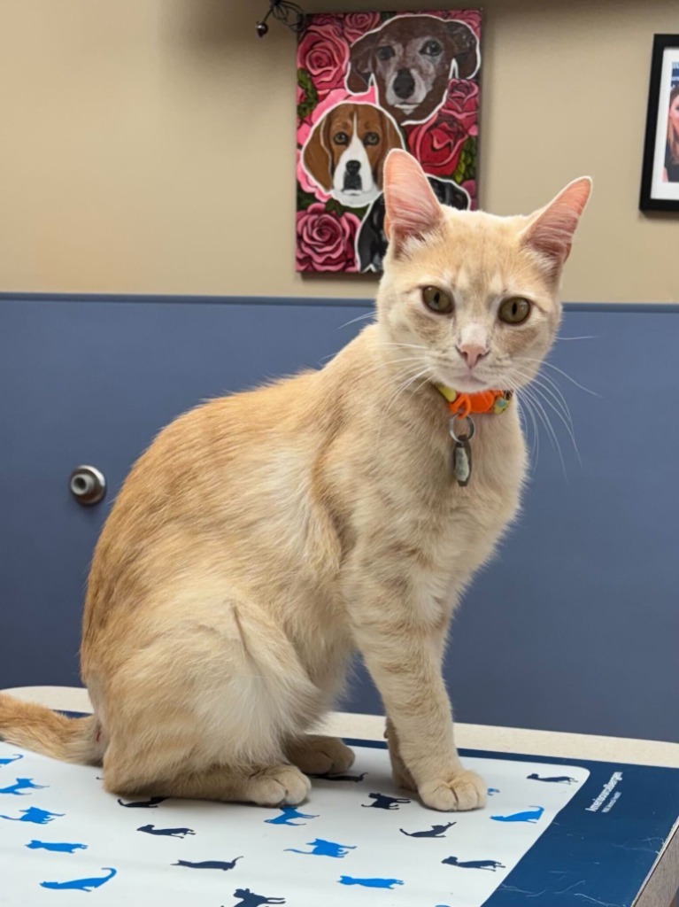 Marmalade