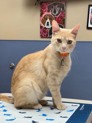 Marmalade, Young Male unknown