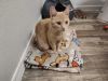 Marmalade photo 2