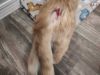 Marmalade photo 3