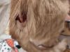 Marmalade photo 4