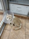 Marmalade photo 5