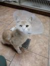 Marmalade photo 6