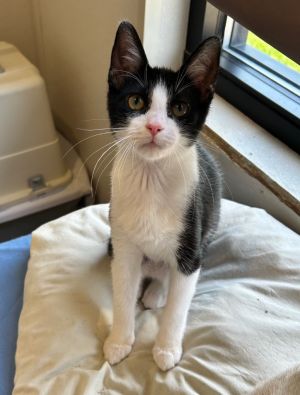 Wasabi, Baby Male Domestic Medium Hair