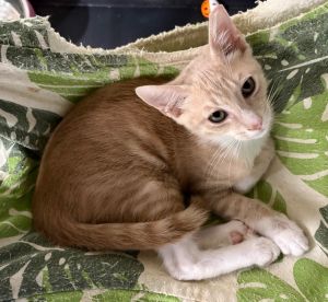 Wall-e, Baby Male Domestic Short Hair