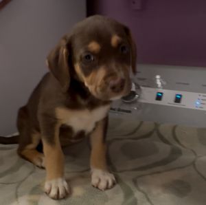 Ducky, Baby Female Mixed Breed