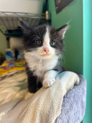 Smith Kitten 6, Young Male Domestic Short Hair