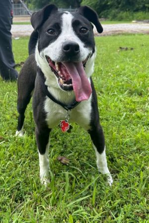 Spot, Adult Male Mixed Breed