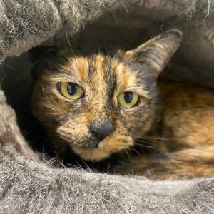 Tilly, Adult Female Domestic Short Hair