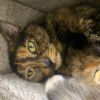 Tilly photo 6