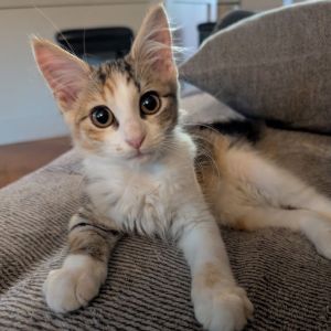 Bert, Baby Female unknown