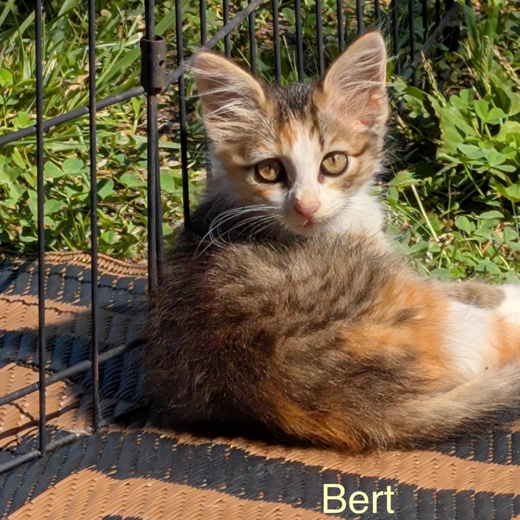 Bert