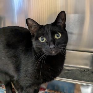 Ziggy, Adult Female Domestic Short Hair