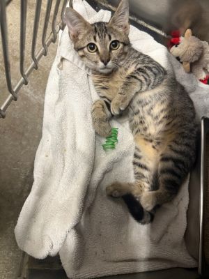 Dolly Purrton, Baby Female unknown
