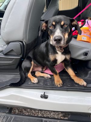 Paw-casso, Young Male Basset Hound