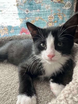 Jasper, Baby Male Domestic Short Hair