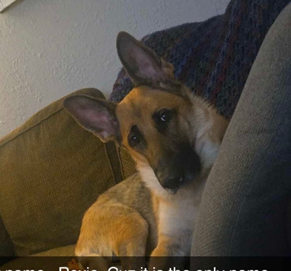 Sheba Shepherd