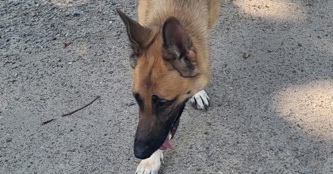Sheba Shepherd