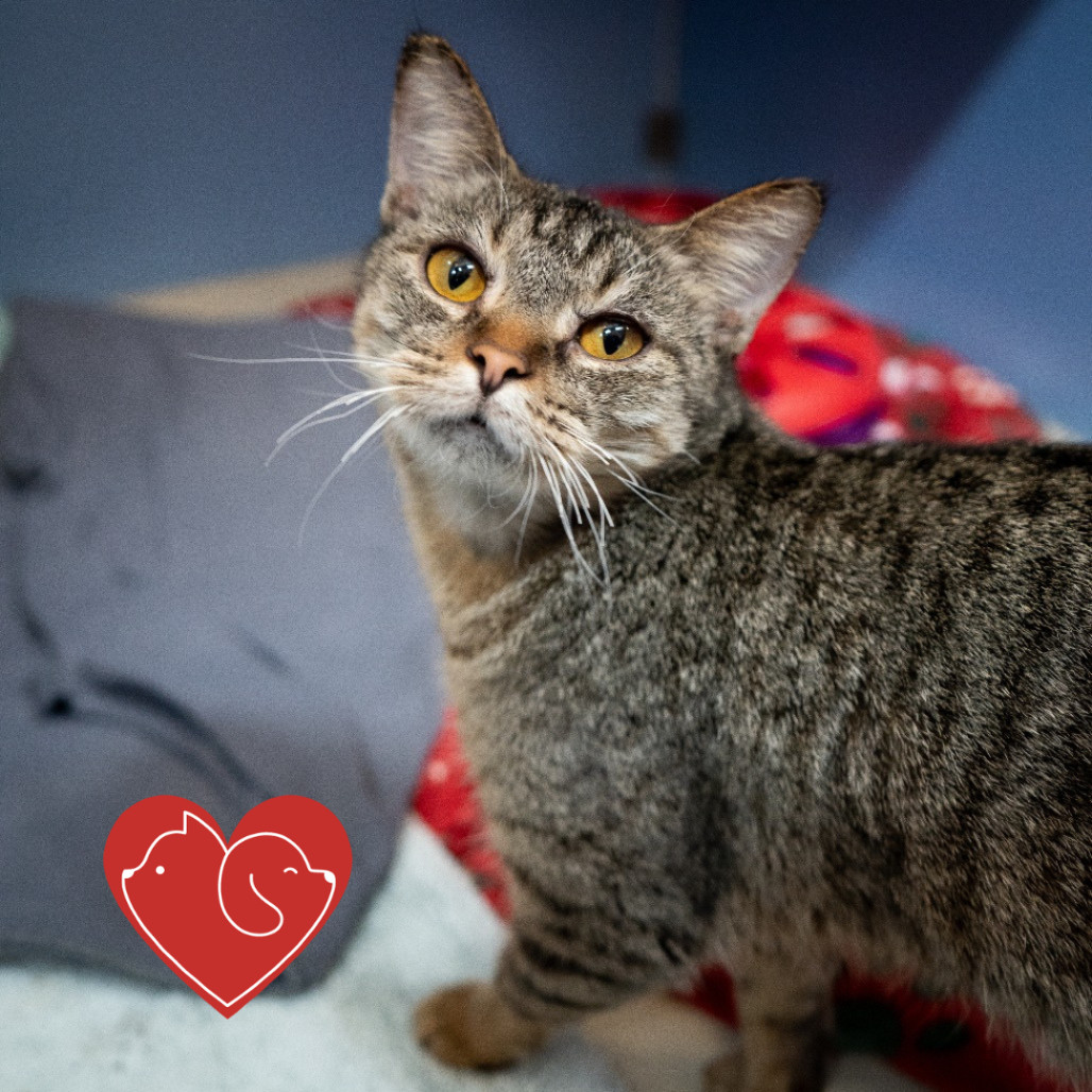 Lilly, an adoptable Domestic Short Hair in Cheyenne, WY, 82007 | Photo Image 1