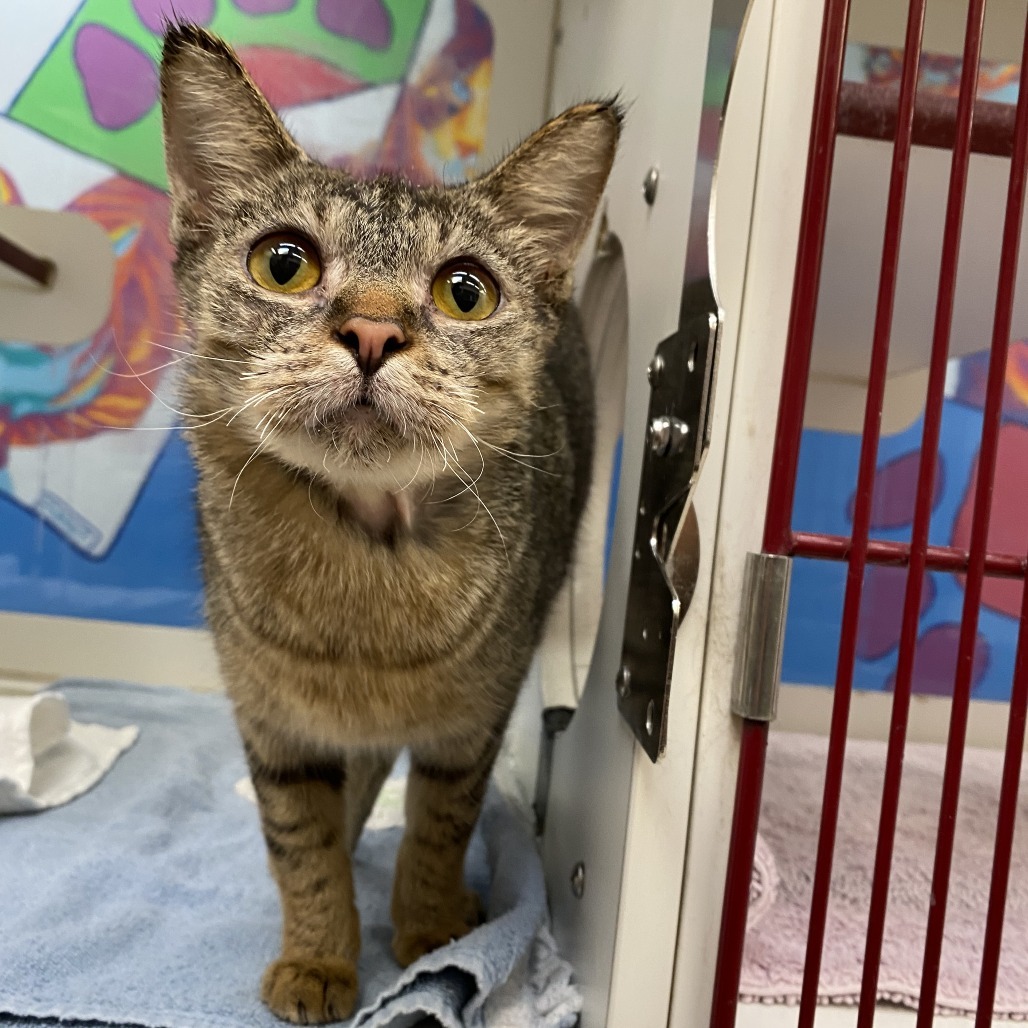 Lilly, an adoptable Domestic Short Hair in Cheyenne, WY, 82007 | Photo Image 2