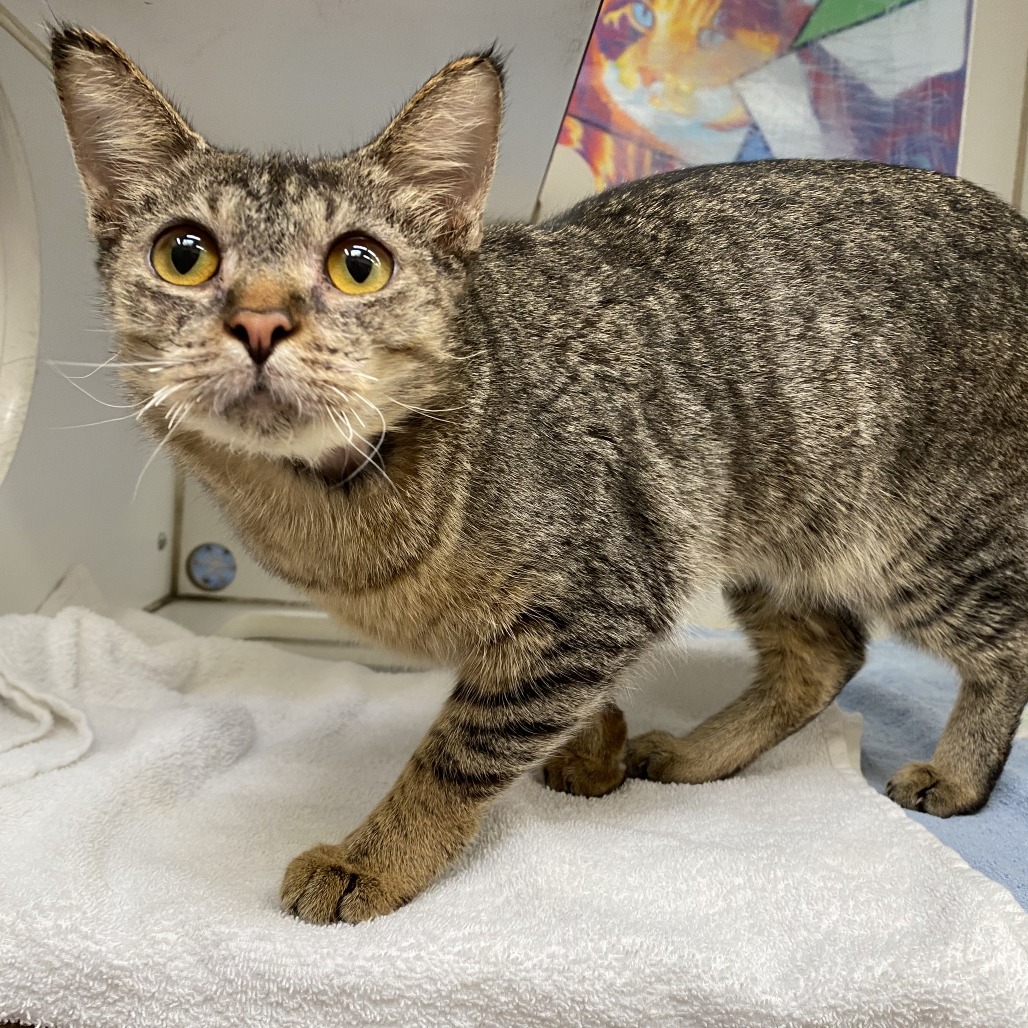 Lilly, an adoptable Domestic Short Hair in Cheyenne, WY, 82007 | Photo Image 2