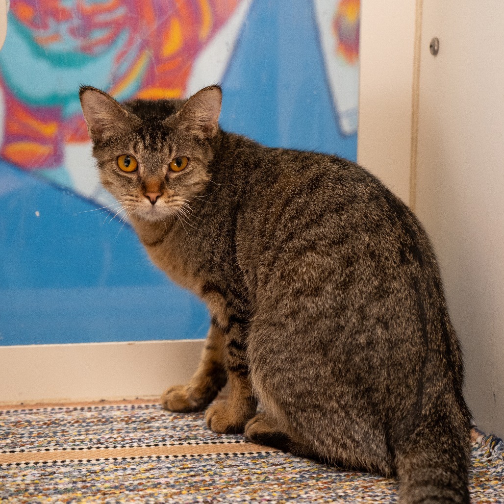Lilly, an adoptable Domestic Short Hair in Cheyenne, WY, 82007 | Photo Image 3