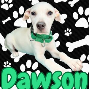 Dawson -3855