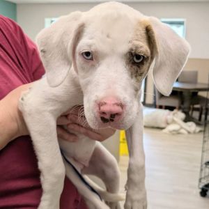 Cupcake, Baby Female Catahoula Leopard Dog