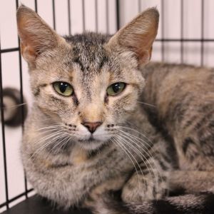 Clawdia, Adult Female Domestic Short Hair
