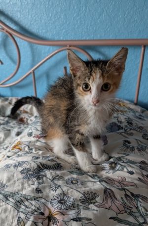 Circle-K Callie, Baby Female Calico
