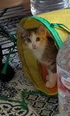 Circle-K Callie photo 3