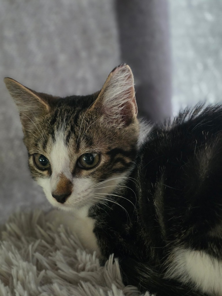 Basil