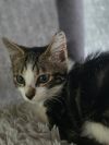 Basil photo 1