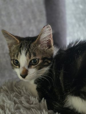 Basil, Baby Male Tabby
