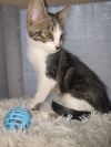 Basil photo 2