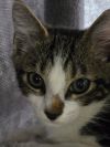 Basil photo 4