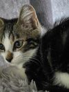 Basil photo 5