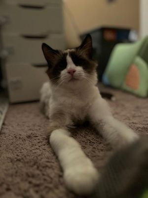 Aiden, Young Male Snowshoe
