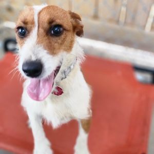 Sparky, Young Male Jack Russell Terrier