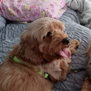 Matilda, Adult Female Cockapoo