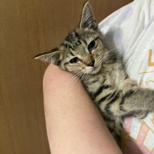Nobel, Baby Female Domestic Short Hair