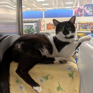 Trombone, Adult Male Domestic Short Hair